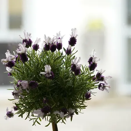 Altstadtwohnung Mit Eigenem Hauseingang