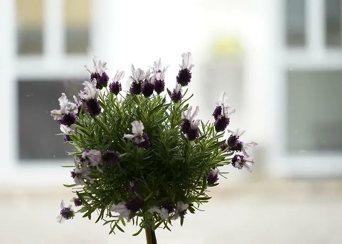 Altstadtwohnung Mit Eigenem Hauseingang